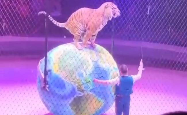 Российский тигр нагадил на США во время выступления в цирке
