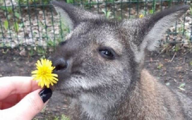 При обстреле Белгородского зоопарка погибла ручная кенгуру Гранди