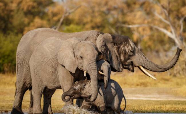 Ученые впервые зафиксировали факт скорби слонов по умершим сородичам: горюют как люди