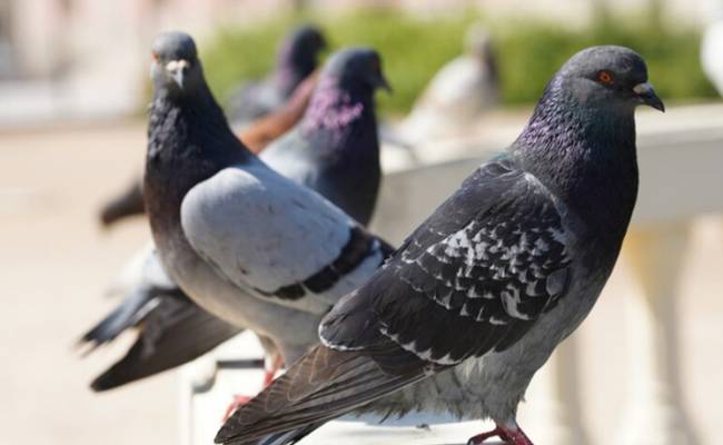 В Барселоне начали борьбу с голубями с помощью хищников