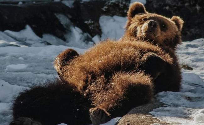 Медведи проснулись в горах Сочи и попали на видео