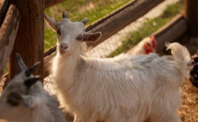 Соседи в шоке: россияне поселили трех коз в однокомнатной квартире