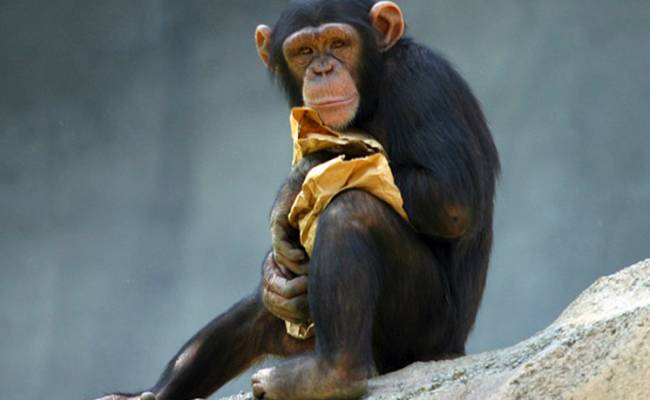 Шимпанзе остались в невидимой клетке после модернизации зоопарка