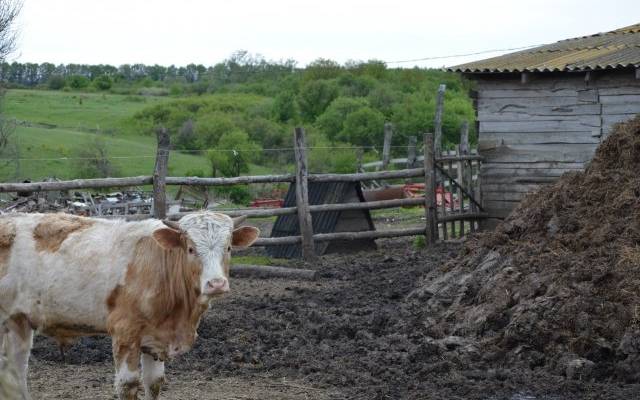 В Дагестане упавшего в канал быка спасли с помощью крана