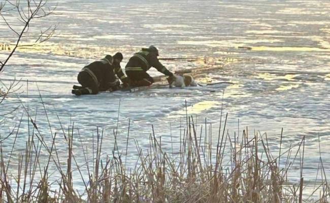 Сотрудники МЧС России спасли провалившуюся под лед собаку
