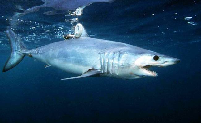 Быстрая и агрессивная акула держит в страхе сотни туристов