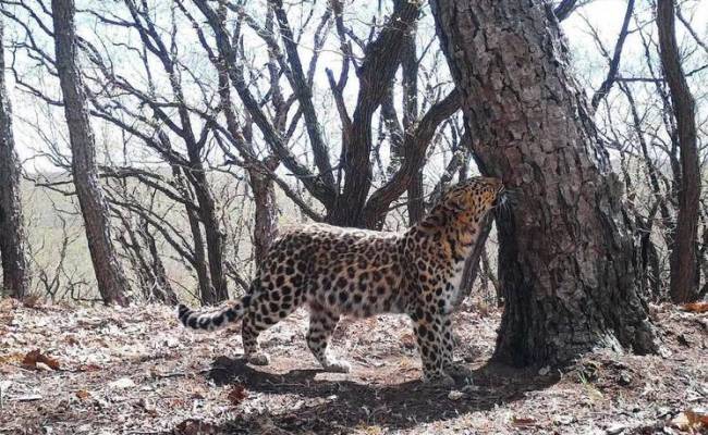 Дальневосточный леопард помыл попу перед камерой