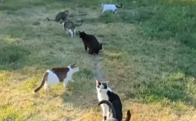 Во Франции вынесли приговор приютившей 160 кошек семейной паре