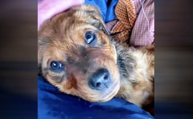 Появилось трогательное видео спасения собак, оставленных хозяевами в затопленном Орске