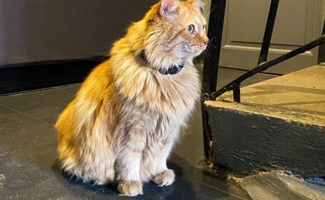 Скончался талисман Музея Ахматовой кот Кеша