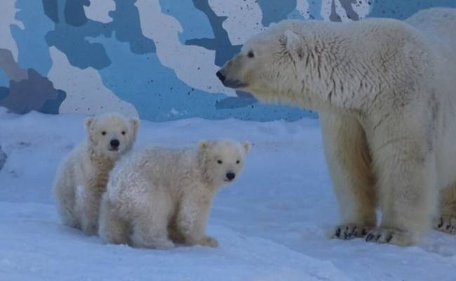 Двух белых медвежат из зоопарка «Орто-Дойду» назвали в честь якутских рек