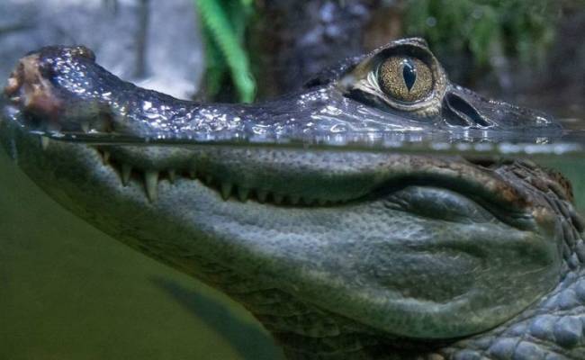 Крокодил сбежал из квартиры россиянина
