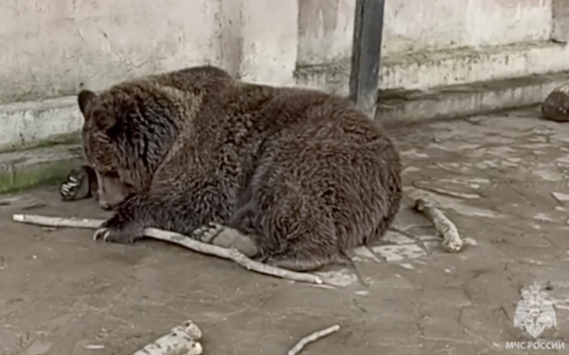Сотрудники МЧС при пожаре в зоопарке в Евпатории спасли двух медведей