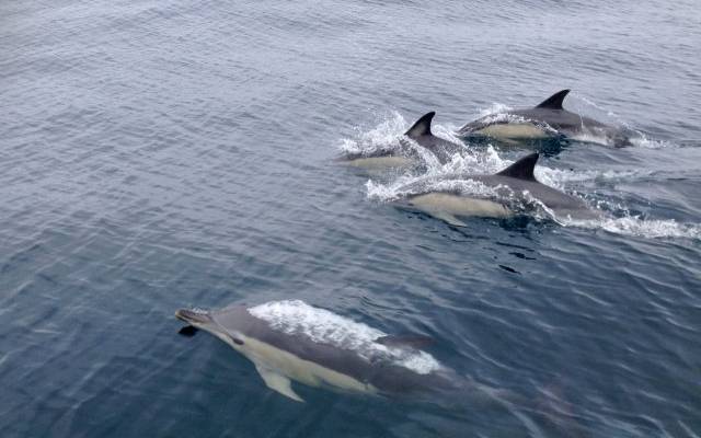 Кладбище дельфинов обнаружили на морском побережье под Анапой