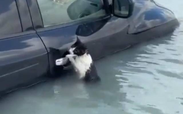 В Дубае полицейские спасли кота во время наводнения
