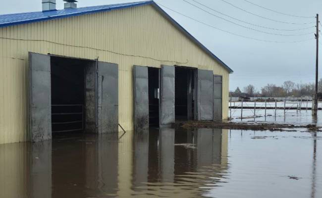 «Вода уже выше копыт коров»: в селе Кабанкино в Оренбуржье паводком топит ферму с тысячью животными