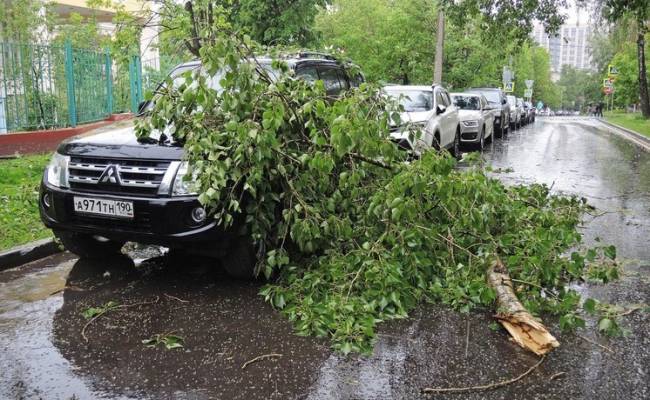 Ураган идет в столицу: автоэксперт предупредил, под какими деревьями нельзя парковать машину