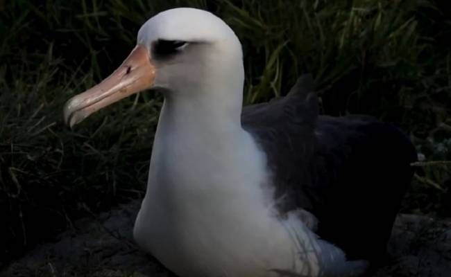 Седина в перья: самая старая дикая птица в мире вошла в режим "активного ухаживания"