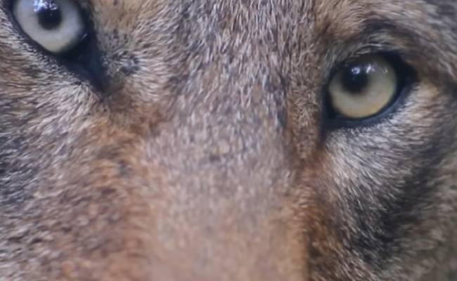 Ученые выяснили, почему у большинства собак карие глаза, а у волков нет