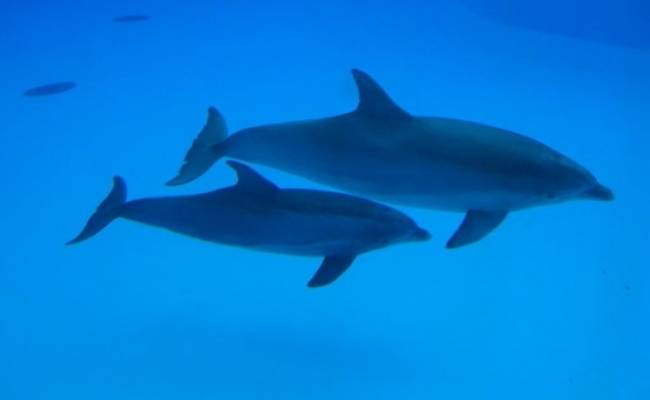 Стало известно о резком росте числа гибели черноморских дельфинов