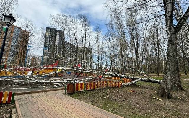 В Подмосковье дерево упало на девочку, игравшую на детской площадке